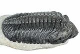 Huge Phacopid (Drotops) Trilobite - Issoumour, Morocco #363235-3